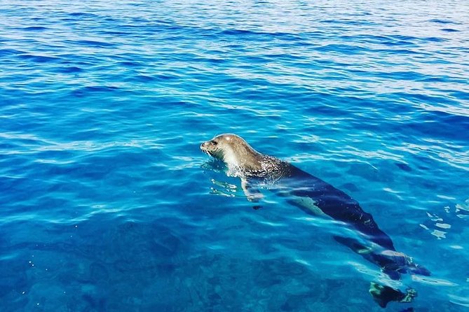 Snorkelling Trip at Ponta de São Lourenço Protected Area - Is $42.24 Good Value?