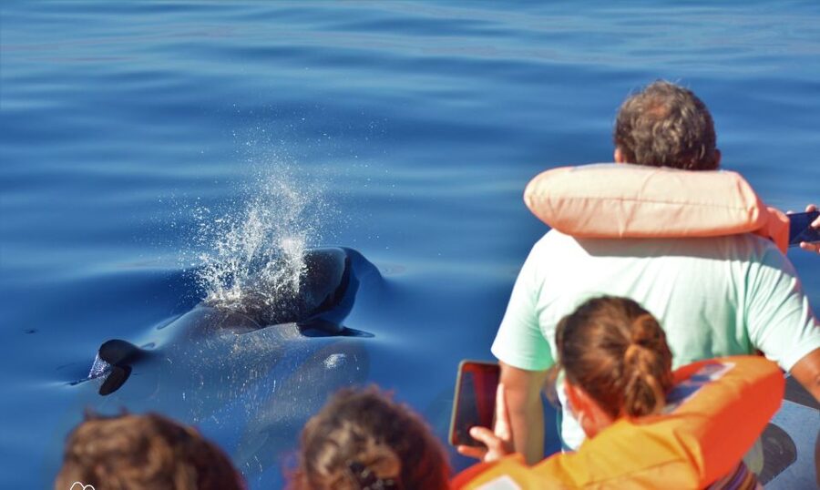Terceira: Half-Day Dolphin and Whale Watching Tour - Who Will Enjoy This Tour Most