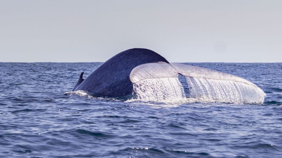 Terceira: Half-Day Dolphin and Whale Watching Tour - Searching the Atlantic for Dolphins and Whales
