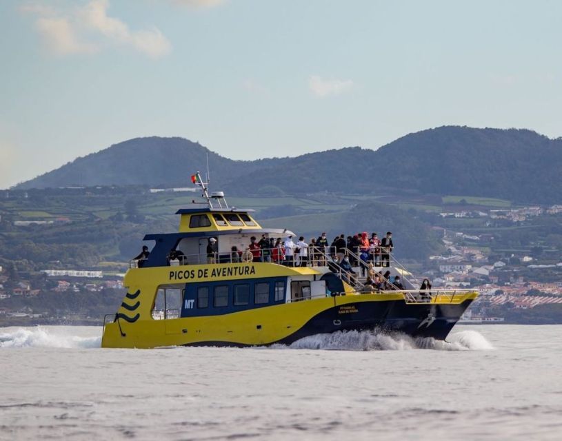 Terceira: Half-Day Dolphin and Whale Watching Tour - The Ride Is Part Boat Trip, Part Adventure