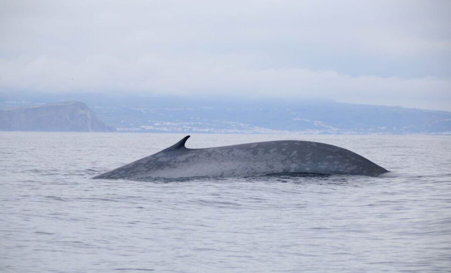 Terceira: Half-Day Dolphin and Whale Watching Tour - Coastal Views and Ilhéu das Cabras