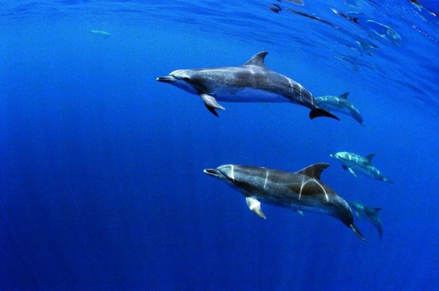Terceira: Half-Day Dolphin and Whale Watching Tour - What the Crew Does Well