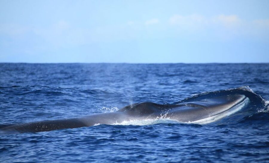 Terceira: Half-Day Dolphin and Whale Watching Tour - How the $70 Price Measures Up