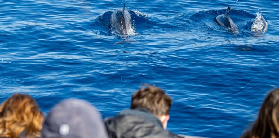 Terceira: Half-Day Dolphin and Whale Watching Tour - The Briefing Explains More Than Just Safety