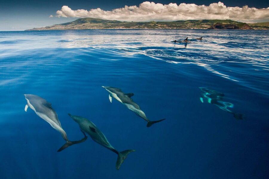 Terceira: Swimming with Wild Dolphins | Natural Habitat - Key points to know before you book