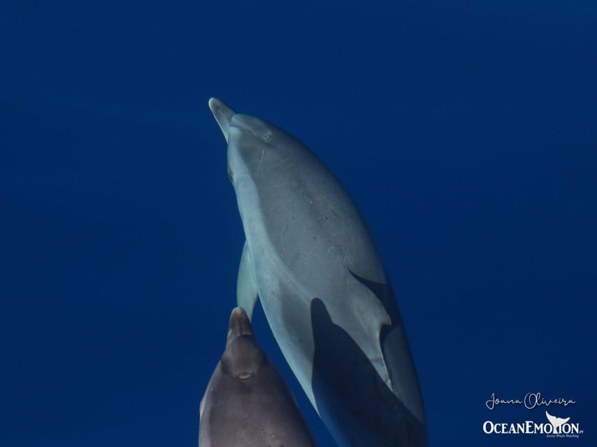 Terceira: Swimming with Wild Dolphins | Natural Habitat - Meeting OceanEmotion at Terceira’s red-covered office