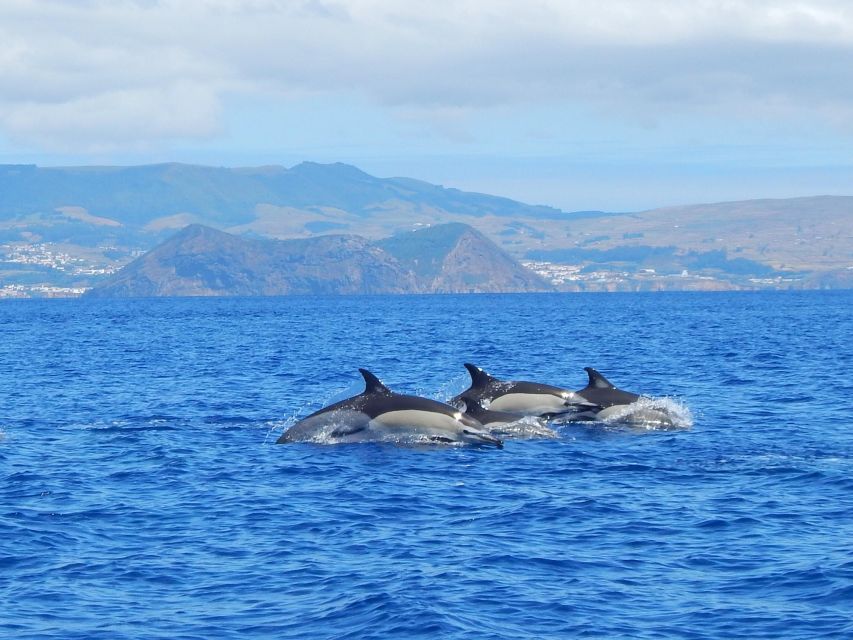 Terceira: Swimming with Wild Dolphins | Natural Habitat - What swimming time may look like