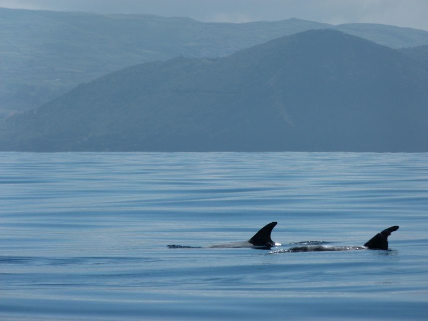 Terceira: Swimming with Wild Dolphins | Natural Habitat - The ethical side of a wild-dolphin encounter