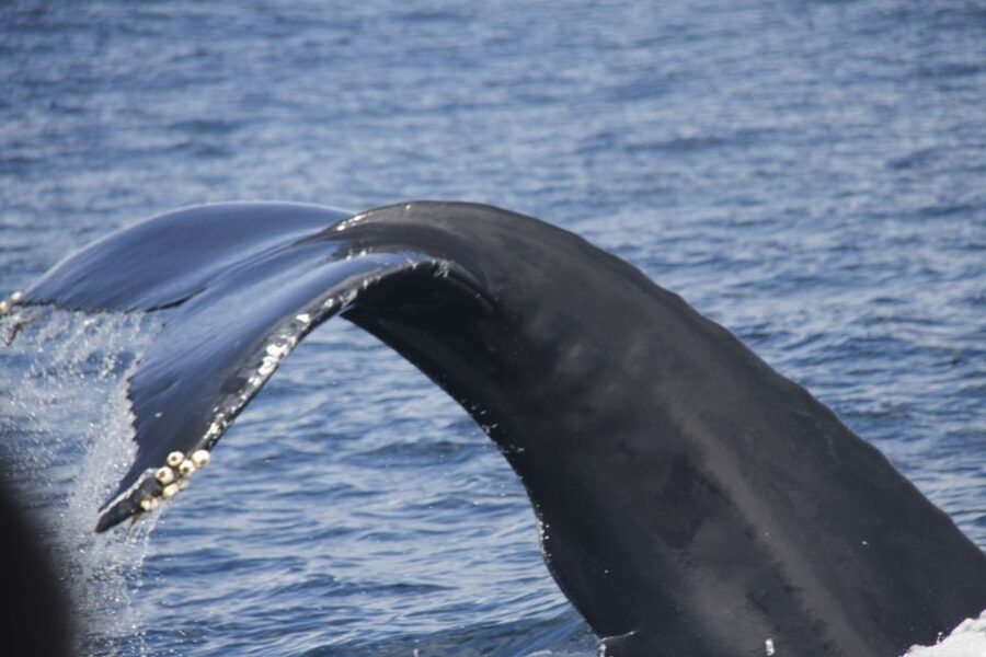 Terceira: Whale and Dolphin Watching in a Zodiac Boat - Key points to know before you book