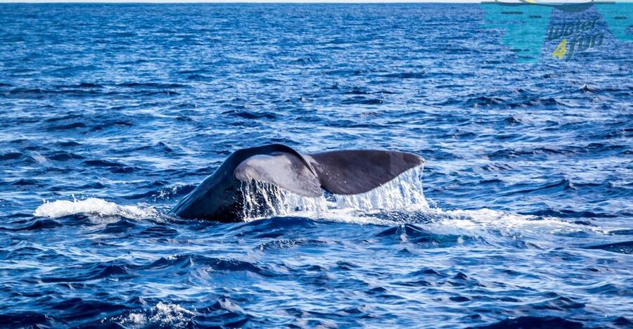 Terceira: Whale and Dolphin Watching in a Zodiac Boat - Leaving Angra do Heroísmo by zodiac
