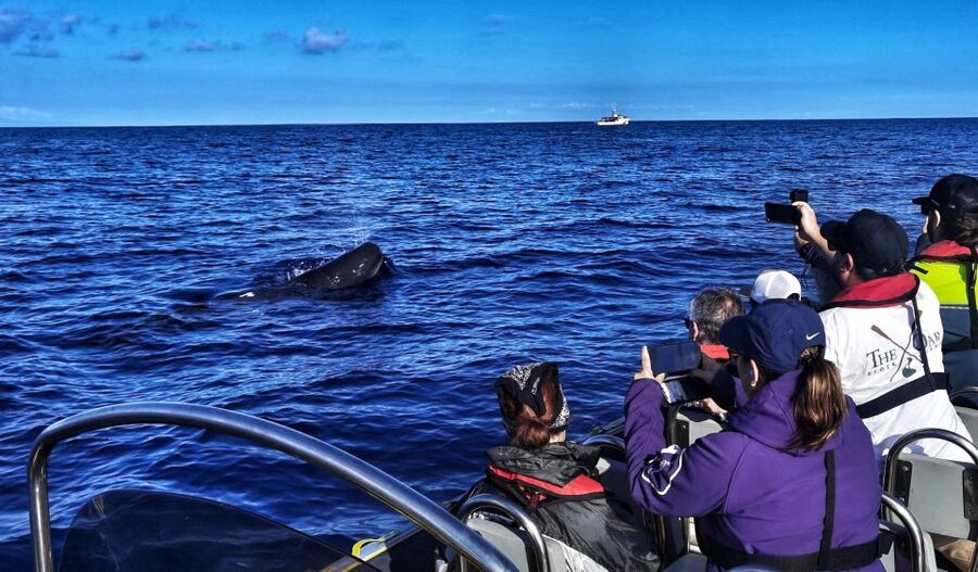 Terceira: Whale and Dolphin Watching in a Zodiac Boat - The first search along Terceira’s coast