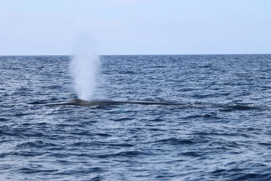 Terceira: Whale and Dolphin Watching in a Zodiac Boat - Dolphins are often the quickest reward
