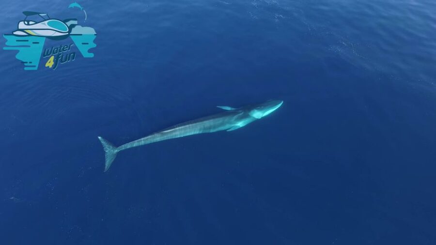 Terceira: Whale and Dolphin Watching in a Zodiac Boat - When the search reaches larger whales