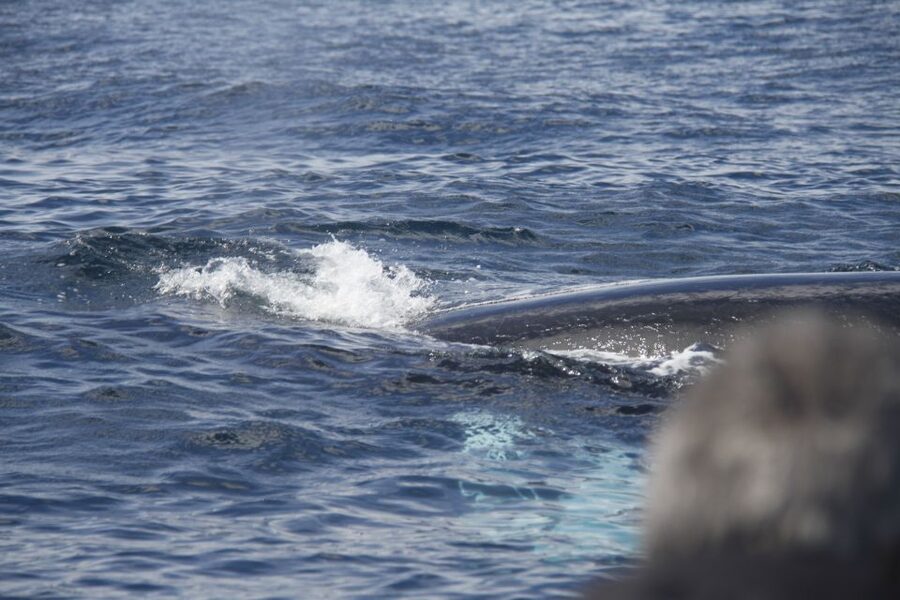 Terceira: Whale and Dolphin Watching in a Zodiac Boat - A fast ride with real weather exposure