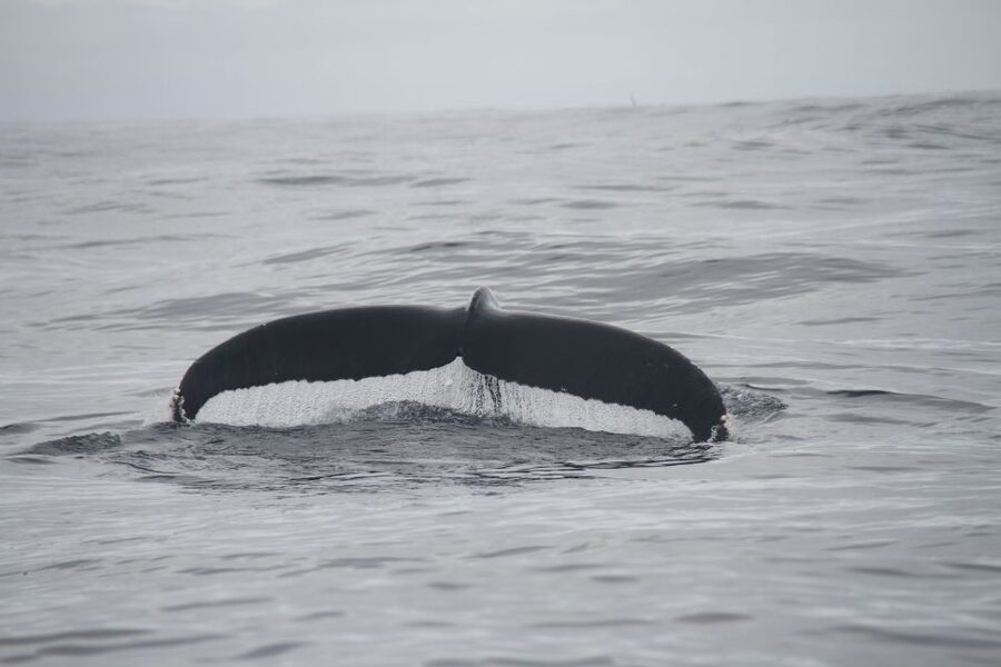 Terceira: Whale and Dolphin Watching in a Zodiac Boat - What the $82 price delivers