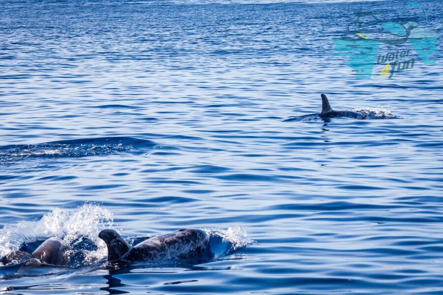 Terceira: Whale and Dolphin Watching in a Zodiac Boat - Who will enjoy this Terceira excursion