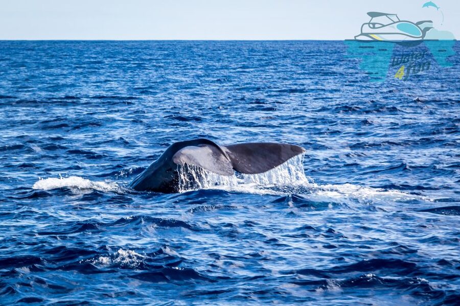 Terceira: Whale and Dolphin Watching in a Zodiac Boat - How the Monte Brasil lookout improves your chances