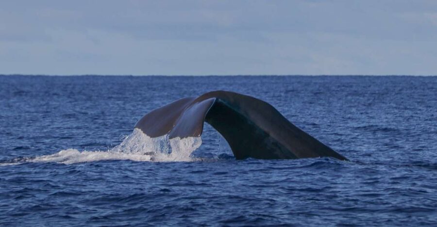 Terceira: Whale & Dolphin Watching | Best Wildlife Tour - Key points before you book