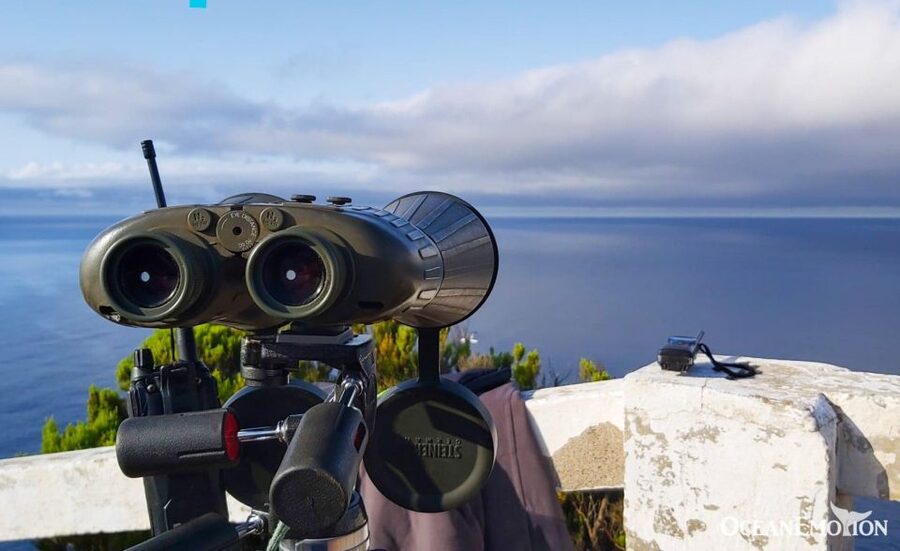 Terceira: Whale & Dolphin Watching | Best Wildlife Tour - Why Terceira is a strong place for whale watching