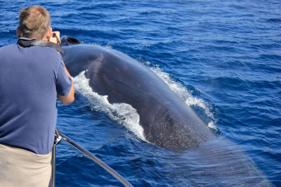 Terceira: Whale & Dolphin Watching | Best Wildlife Tour - What happens during the 2.5-hour outing