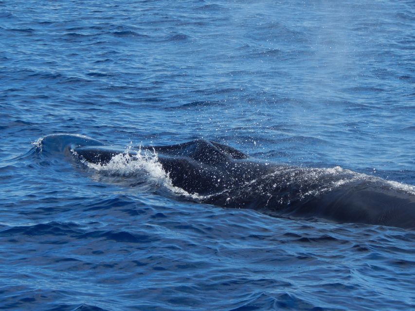 Terceira: Whale & Dolphin Watching | Best Wildlife Tour - Respectful viewing and the Azores conduct code