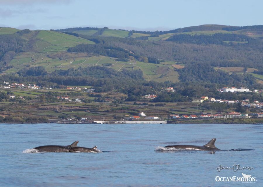 Terceira: Whale & Dolphin Watching | Best Wildlife Tour - Comfort, clothing, and who should skip it