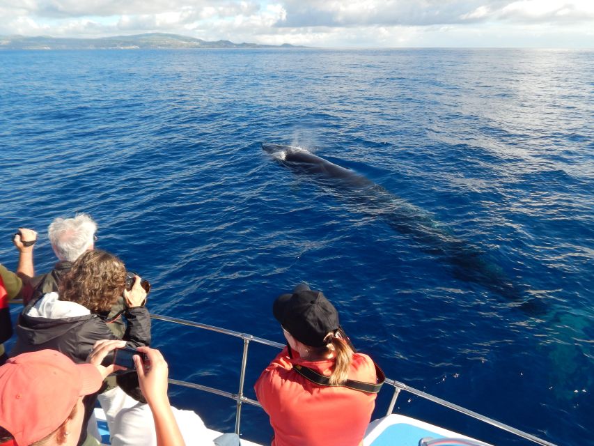 Terceira: Whale & Dolphin Watching | Best Wildlife Tour - Booking, cancellations, and practical timing