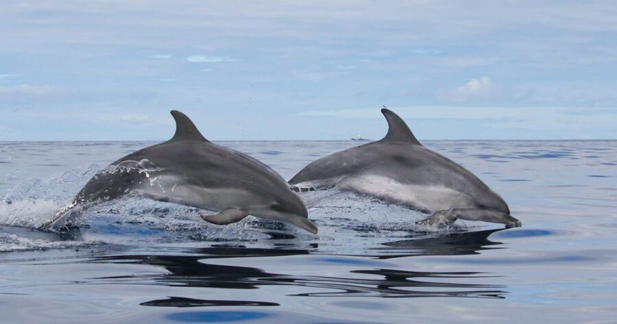 Terceira: Whale & Dolphin Watching | Best Wildlife Tour - How the lookout system works
