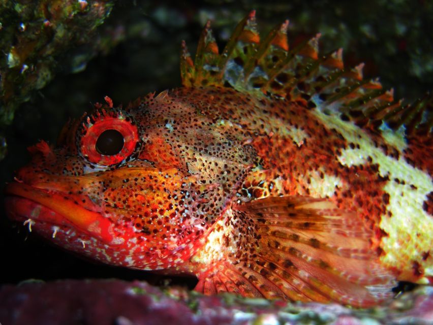 Vila Franca Do Campo: Introduction to Scuba Diving Tour - Key points to know before you book