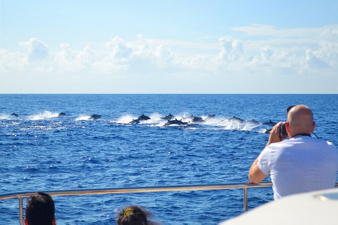 VipDolphins Luxury Whale Watching - Is $95.53 a fair price?