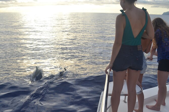 VipDolphins Luxury Whale Watching - Who will enjoy this catamaran most?