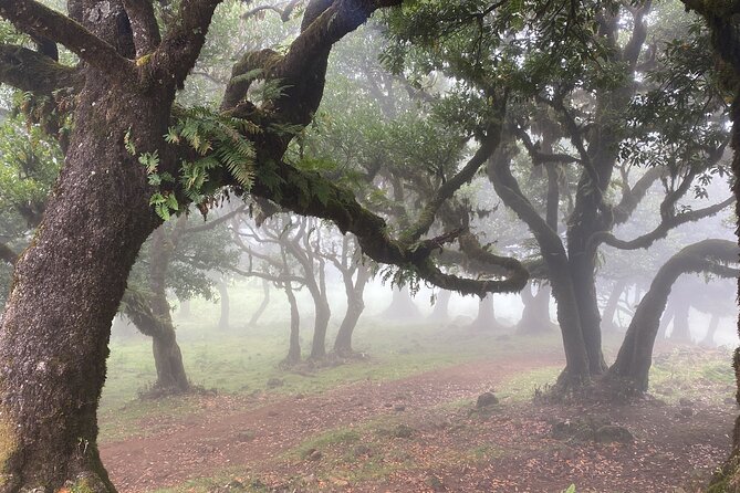 West Side Private Full Day Tours around Madeira Island - The pace, vehicle, and guide quality