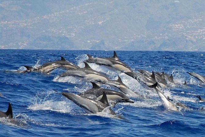 Whale and Dolphin Watching in Calheta, Madeira Island - Key points before you book