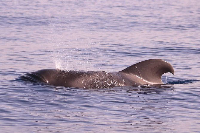 Whale and Dolphin Watching in Calheta, Madeira Island - The two-hour ride, from searching to coastal views