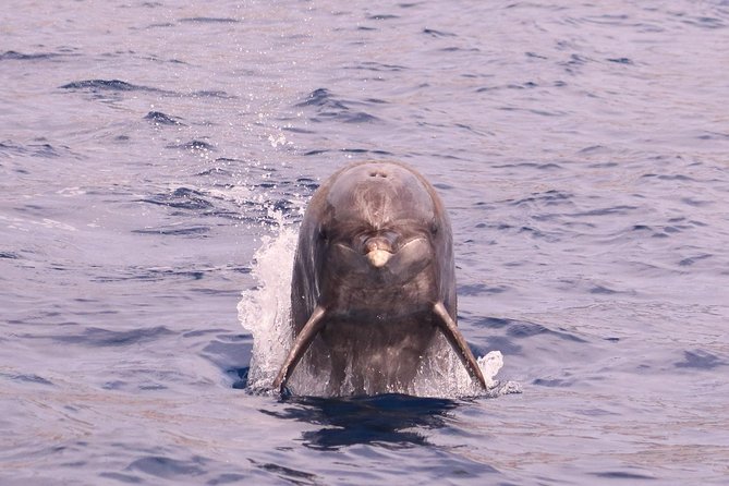 Whale and Dolphin Watching in Calheta, Madeira Island - A guide who adds more than animal names