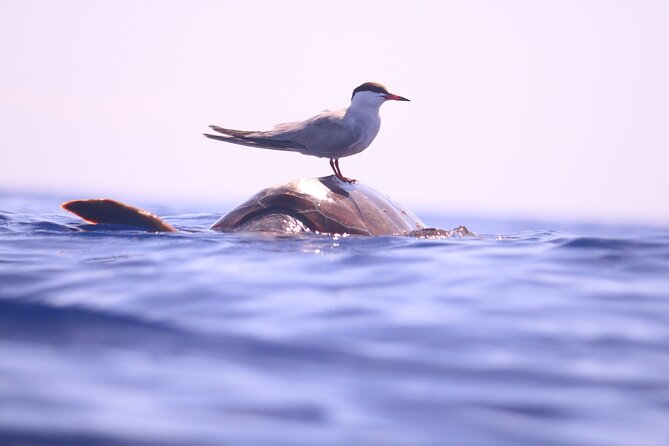 Whale and Dolphin Watching in Calheta, Madeira Island - Rough seas, motion sickness, and who should skip it