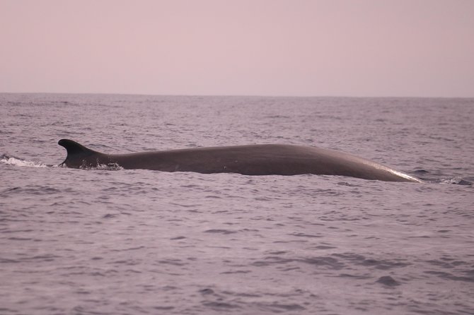 Whale and Dolphin Watching in Calheta, Madeira Island - Is $72.56 a fair price?