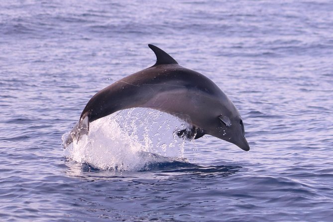 Whale and Dolphin Watching in Calheta, Madeira Island - Weather can change the whole plan