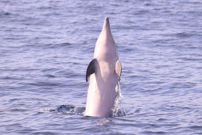 Whale and Dolphin Watching in Calheta, Madeira Island - How the spotter finds moving wildlife