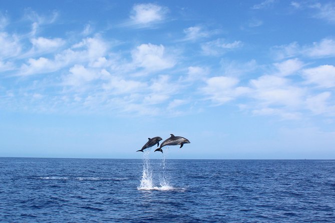 Whale and Dolphin Watching Tour in Madeira - Key points to know before you book