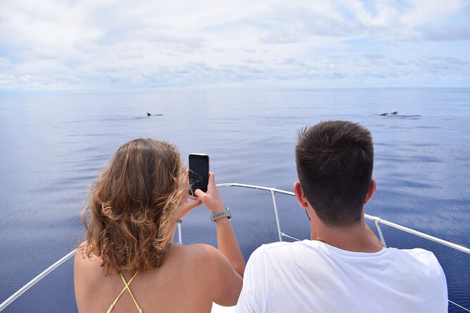 Whale and Dolphin Watching Tour in Madeira - The first hour: searching for dolphins and whales