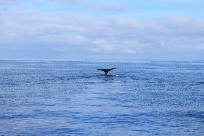 Whale and Dolphin Watching Tour in Madeira - Choosing the right departure time