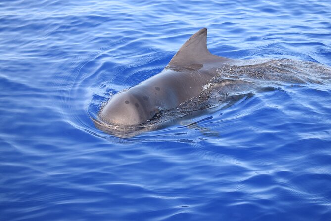 Whale and Dolphin Watching Tour in Madeira - What can go wrong?