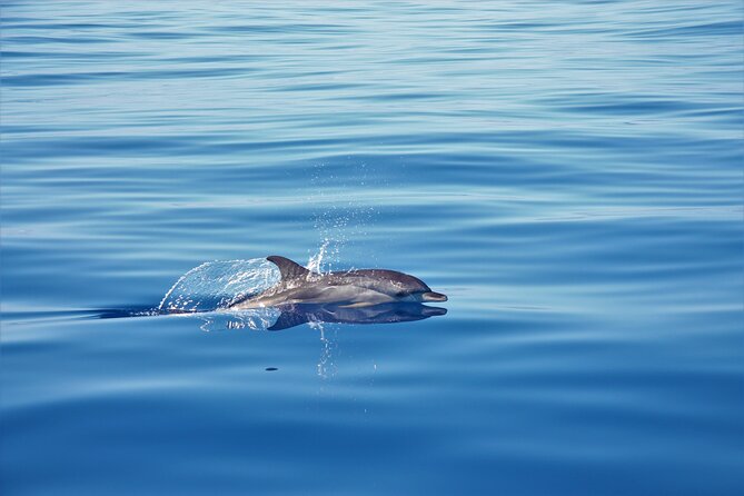 Whale and Dolphin Watching Tour in Madeira - Madeira from the water