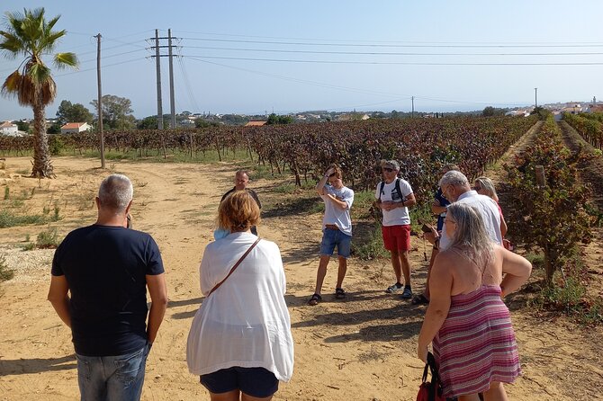 Wine Lovers: Winery Tour w/ Tasting & Tapas (Albufeira/Vilamoura) - Four wines with Portuguese cheese and charcuterie