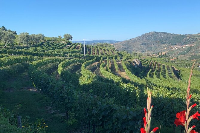 Winery Tour and Wine Tasting Quinta da Portela de Baixo in Lamego - Arriving at Quinta da Portela de Baixo near Lamego